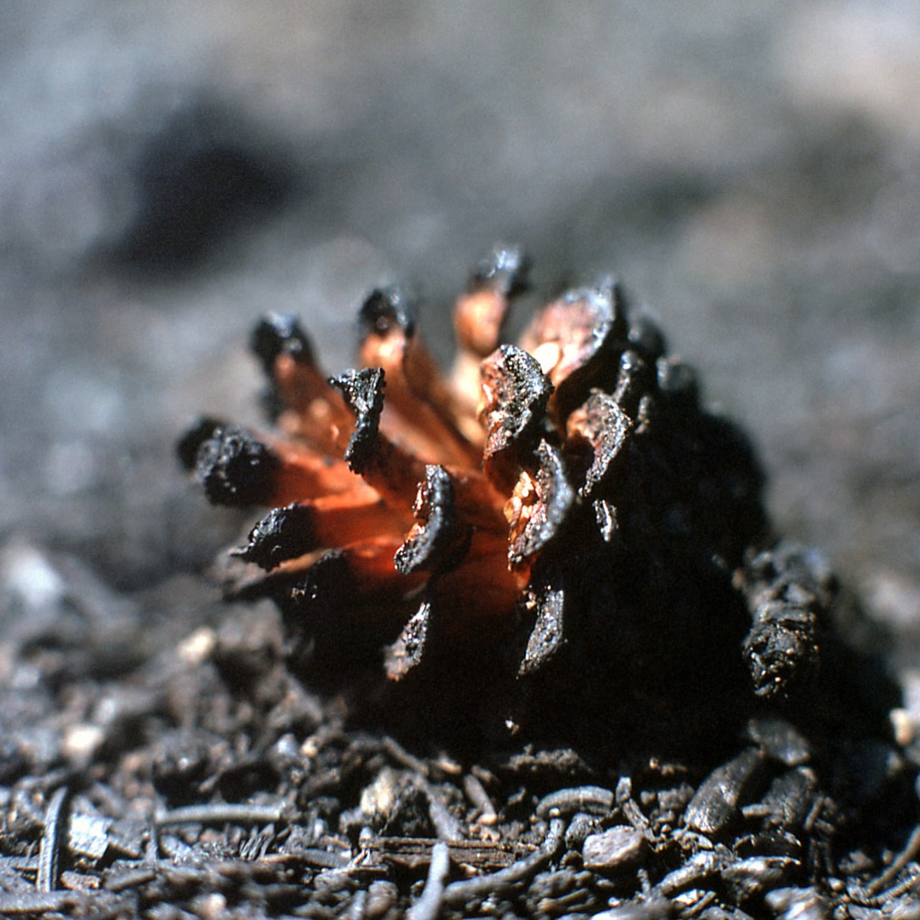 I recently learned that some seeds are fire-activated.🔥

They are not like every other seed. They carry within them a particular design, a capacity to remain dormant until they encounter the intense heat of fire. What looks like destruction becomes, for that particular seed, an awakening. The heat melts what has sealed it shut, breaks its dormancy, and creates the conditions for new growth.

Grief can be like that.

Grief is a kind of fire. It burns through the life we knew, changes the landscape, and leaves behind things we never expected to lose. But maybe there are parts of us, seeds of compassion, courage, wisdom, empathy, creativity, faith, and purpose, that couldn’t have activated in the same way without passing through the fire.

Not every seed responds to fire.
And not every person responds to grief in the same way.

But maybe God has placed certain seeds within us that are fire-activated. Parts of our calling and character that remain dormant until life takes us through something we would never have chosen.
But somehow, in the ashes, something that was already within us can awaken.

The tragedy may have changed the landscape, 
but it does not have to have the final word about what grows there.

Maybe grief doesn’t just ask, “What have I lost?”
Maybe, in time, it also asks, “What has been awakened in me?”

And maybe that is part of what it means to steward sorrow…
to allow God to take what has been burned and cultivate from it something that can bring life, comfort, beauty, hope and healing to someone else. He does give beauty for ashes after all.