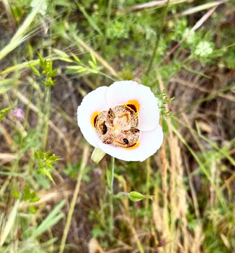 This past May, while hiking in Yosemite, I noticed this flower blooming quietly among dry grasses and rugged landscape. 
It seemed almost out of place, so delicate and beautiful against such an unforgiving backdrop.

I didn’t know what kind of flower it was then, but I’ve since learned it’s a Mariposa, or Butterfly Lily, a flower associated with transformation, change, and emergence.

But looking at this picture again months later, I find myself thinking less about transformation and more about resilience.
👀 Look where this flower chose to bloom!!

It wasn’t surrounded by lush greenery or growing in a carefully tended garden. It stood almost alone among dry grasses and rugged terrain.

As a bereaved mother, GRIEF can be a harsh emotional landscape to grow in too. It can feel dry, barren, lonely, and unfamiliar, leaving your heart reduced to ashes, with only longing, heartbreak, and pain.

And yet, even there, something beautiful can still spring forth. 

Sorrow does not have the power to prevent beauty from growing.

This flower also reminded me that flowers are beautiful precisely because they are temporary. They bloom, flourish, and eventually wither.

A life can be like that, too.

The length of a life does not determine the measure of its beauty.
A child can live 27 years LIKE MY @colouremedy or 77 and the brevity of that life does not diminish the beauty of what was lived, loved, created, and given.

But a life being shorter than we wanted does not make it less meaningful. A short life can leave a lasting beauty.

We don’t measure a flower’s beauty by how long it remained in bloom. We remember that it bloomed.

Maybe we can learn to see a life that way, too…not only through the painful measure of the years lost, but through the immeasurable beauty of the years given.
The laughter.
The creativity.
The adventures.
The love.
The memories.
The lives touched.
The beauty left behind.
Beauty is not the absence of sorrow. 
Sometimes, beauty is what quietly emerges in the midst of it.
Just like this flower.🌸🌼